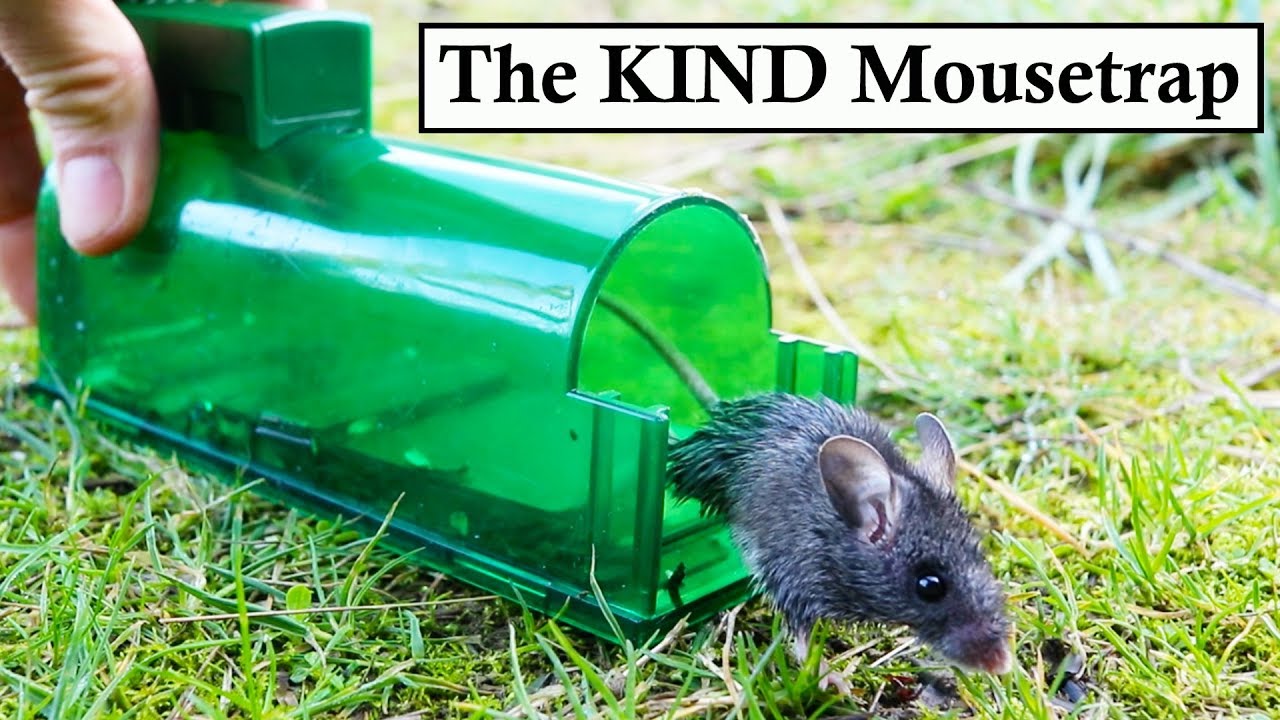 The KIND Mouse Trap (With Buzzer Attachment). Mousetrap Monday