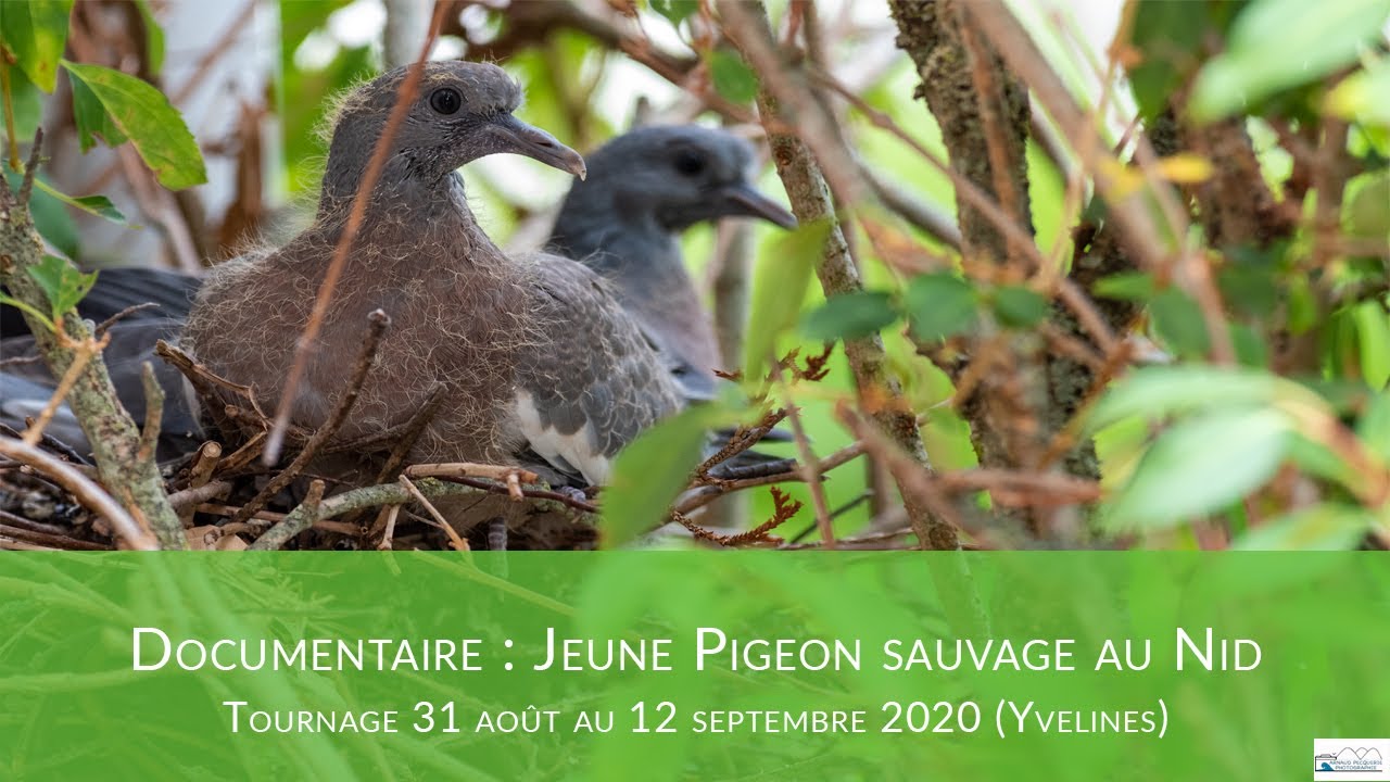 Jeune pigeon au Nid | Photographie Animalière