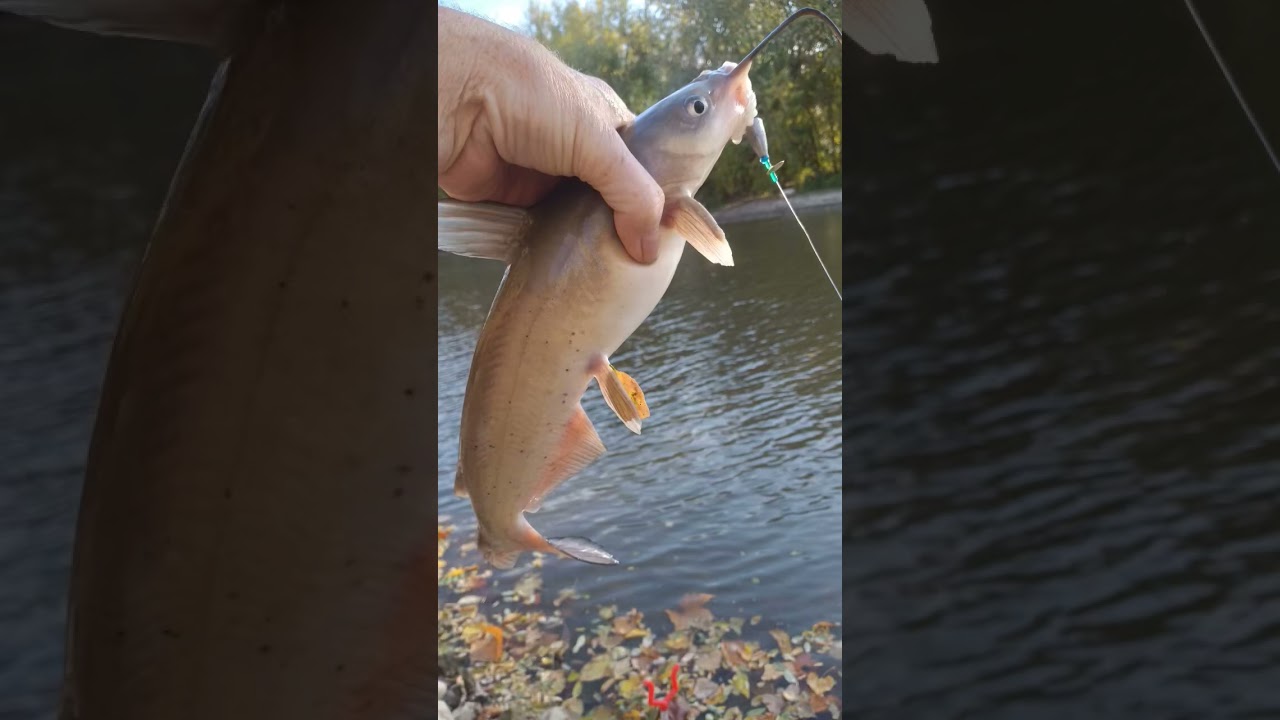 catfishing saint Mary's river FORT Wayne Indiana #lifeisshortdontblink #fishing #fortwayneindiana #