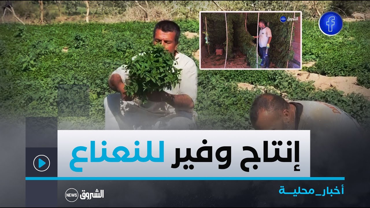 #البيض| في ظل وفرة مياه السقي واجتهاد المستثمرين.. إنتاج فلاحي وفير ببلدية الغاسول