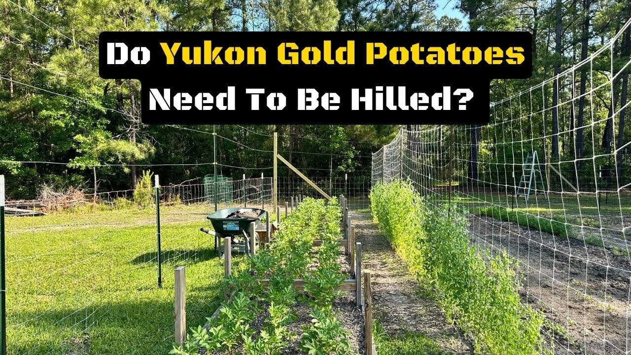 Do Yukon Gold Potatoes Need To Be Hilled? #farming #garden #vegetables #potato #homestead #gardening