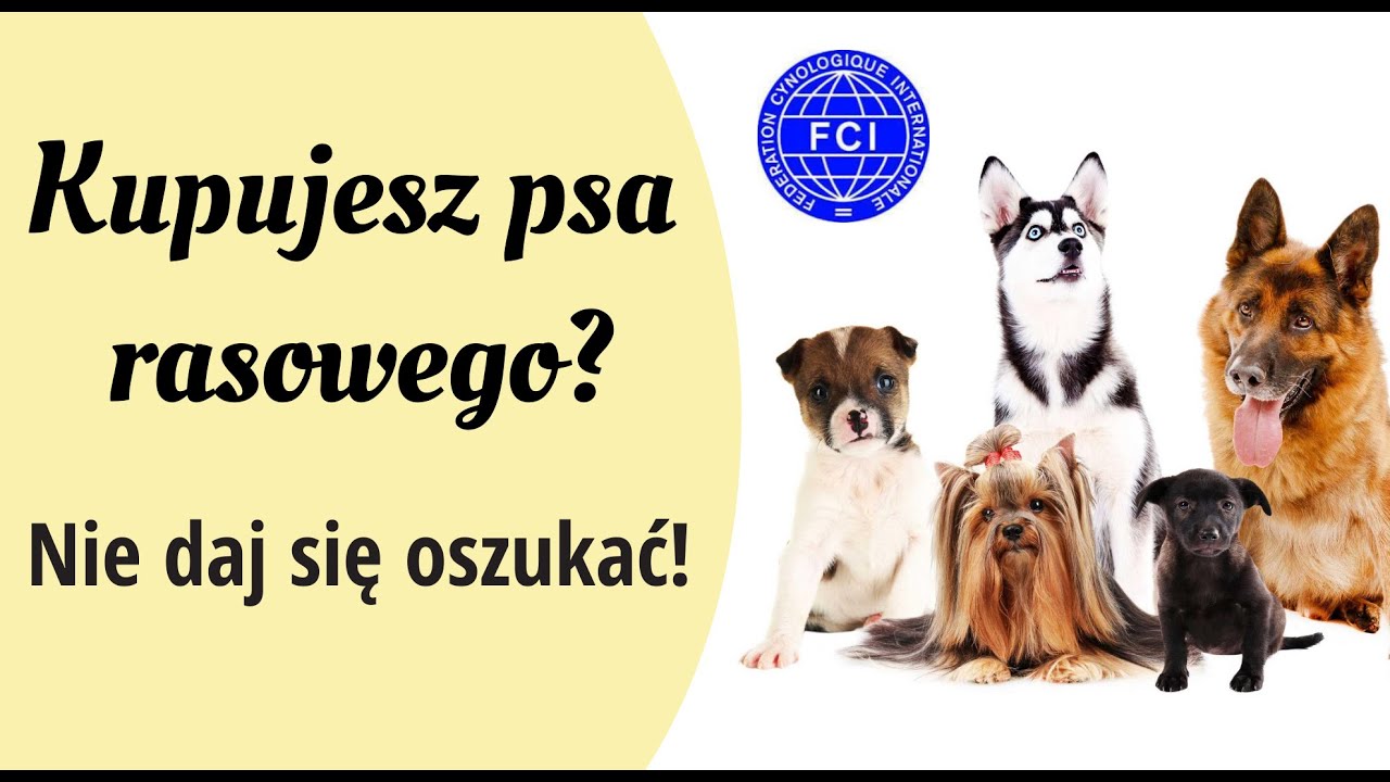 Jak kupić psa rasowego i nie dać się oszukać? Metryka, rodowód i pseudohodowle | #9