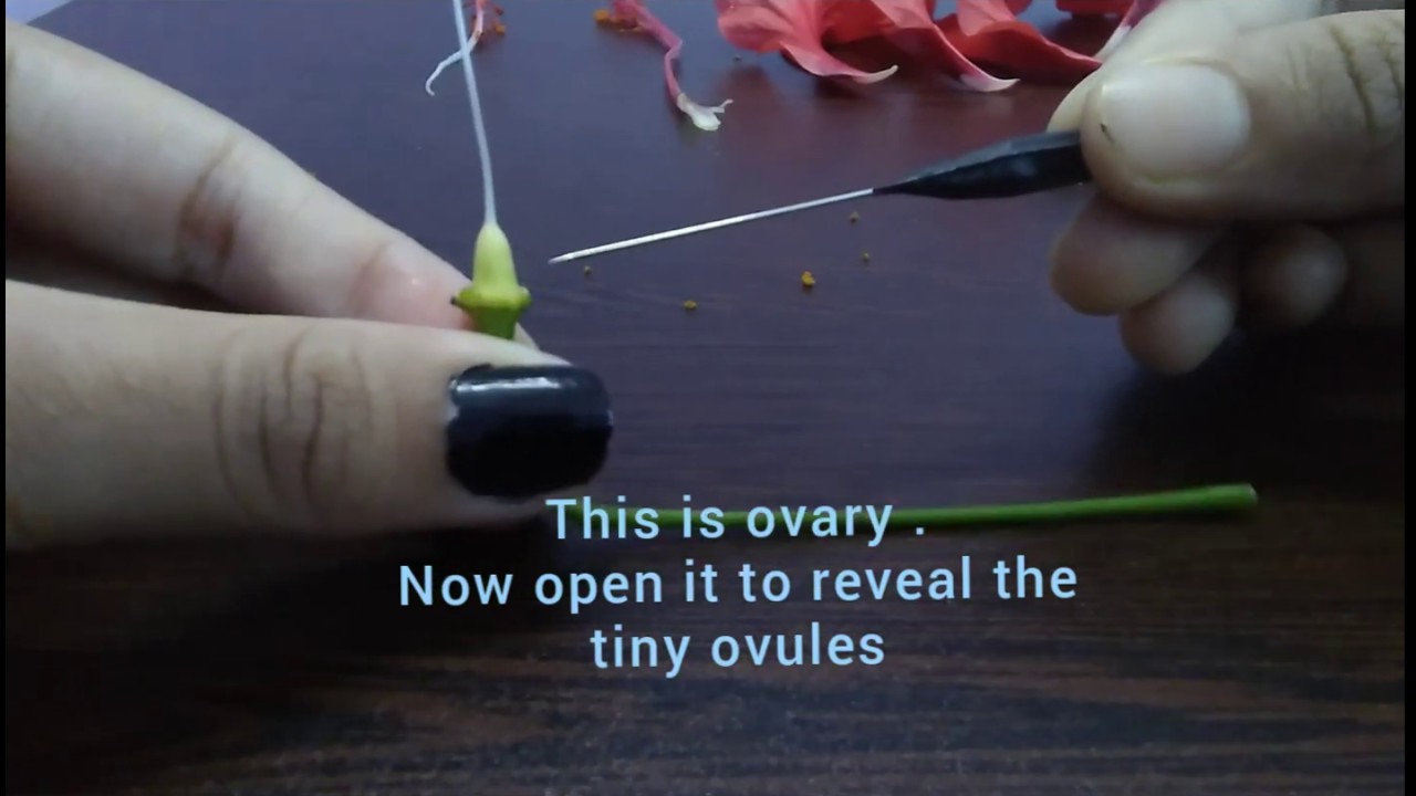 Dissection of HIBISCUS (China Rose) for class 11th and 12th using Needle and forcep only.