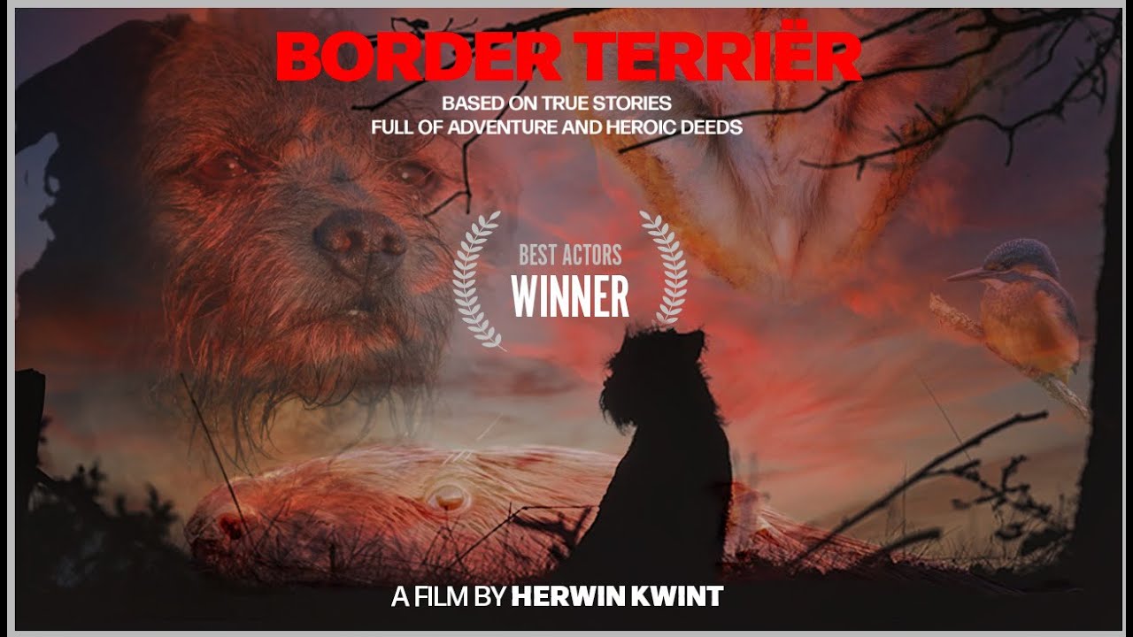 a short Border Terriër movie (dogs on adventure!)