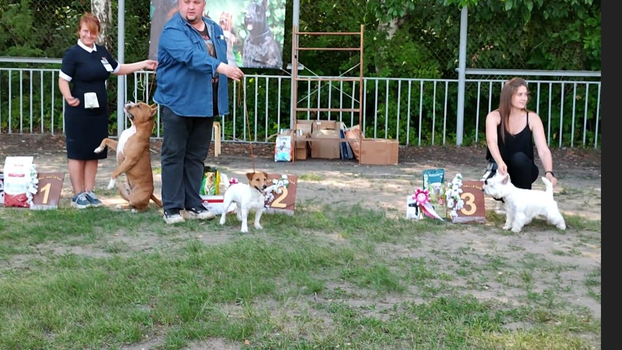 Выставка Амстафф/ Бадди лучшая собака Выставки!