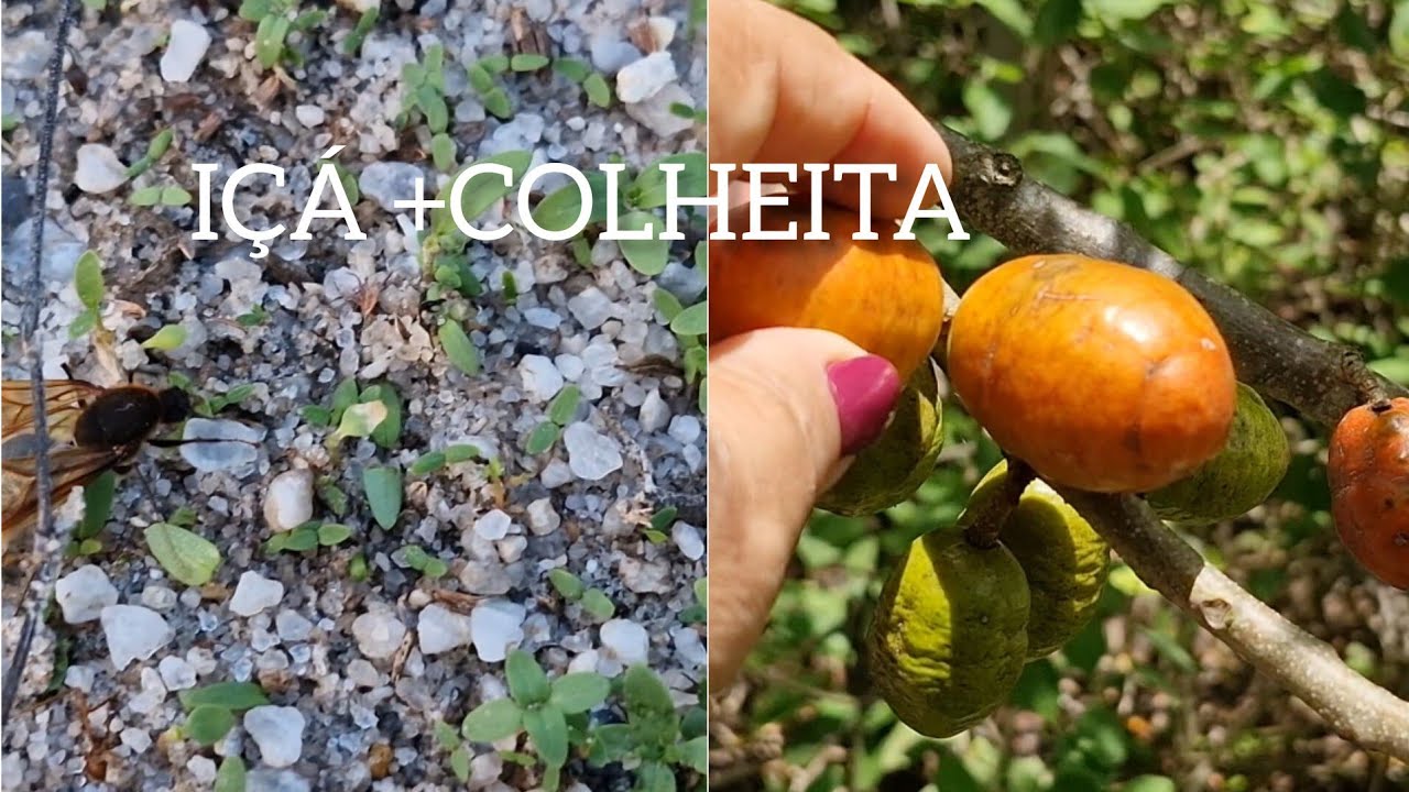 Minha Rotina Simples na Roça: A calmaria e as riquesa que vem da natureza!