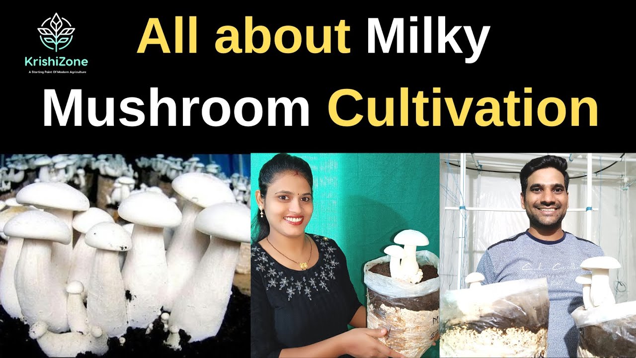 Milky Mushroom Farming | Step by Step | Complete Information