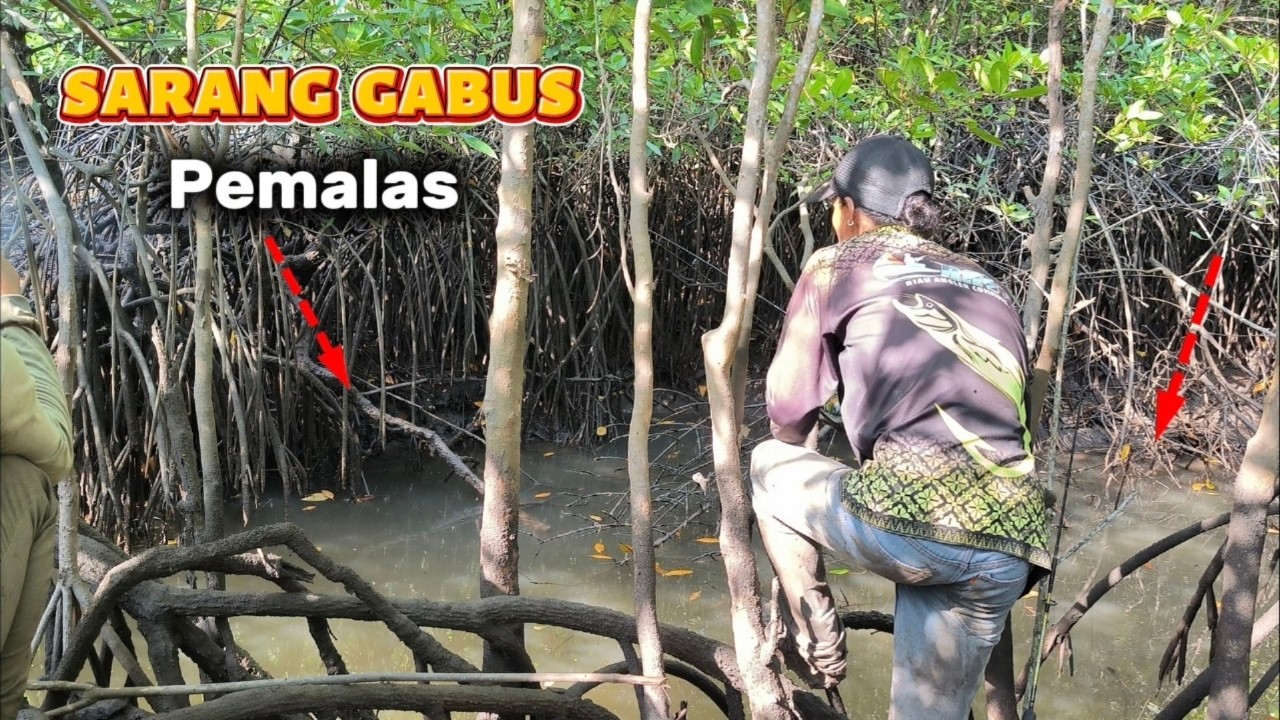 Spot Kecil, Hasil Gede ‼️ Sarang Ikan Tersembunyi Di Mangrove 