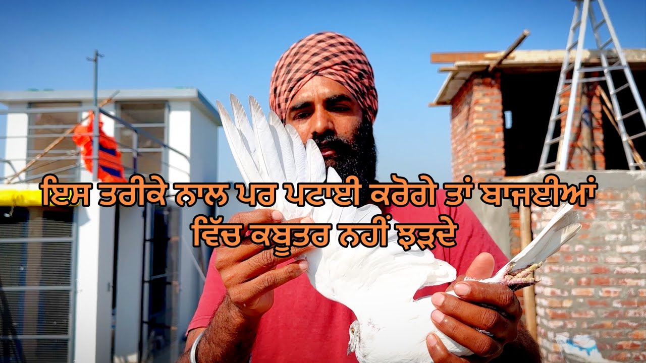 ਇਸ ਤਰੀਕੇ ਨਾਲ ਪਰ ਪਟਾਈ ਕਰੋਗੇ ਤਾਂ ਬਾਜਈਆਂ ਵਿੱਚ ਕਬੂਤਰ ਨਹੀਂ ਝੜਦੇ