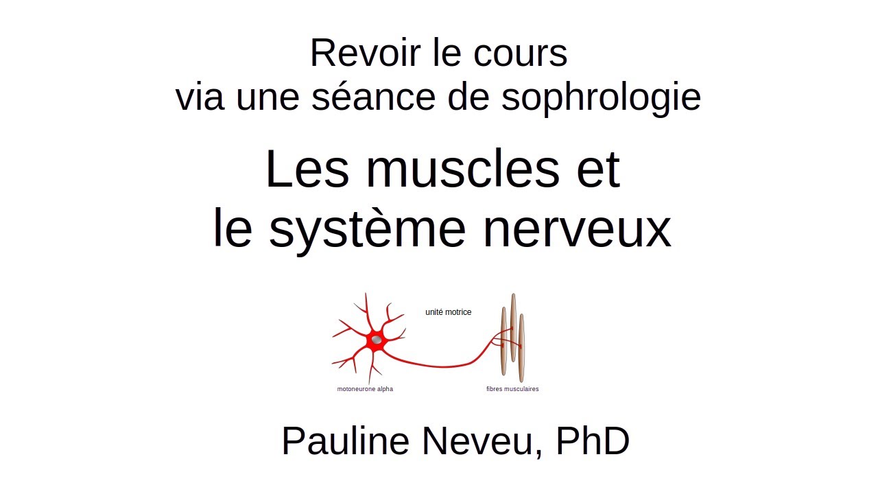 Neurophysiologie – 006 Les muscles et le système nerveux : revoir en sophro – Dr Pauline Neveu