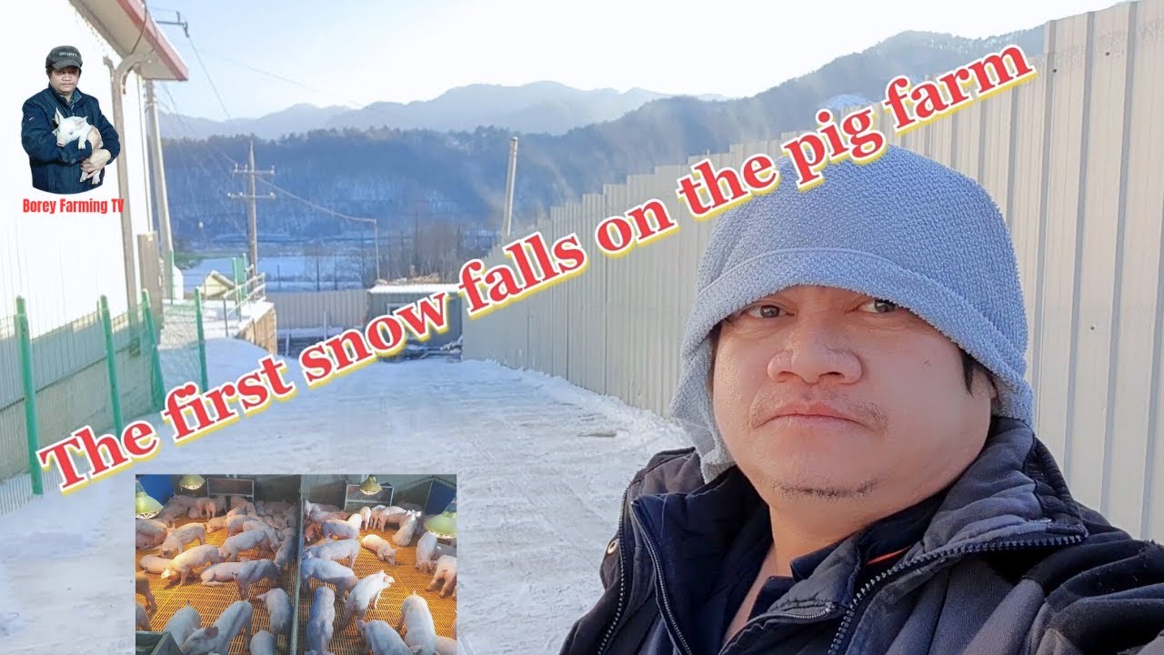 The first snow falls on the pig farm. | Video 34 |  Pig farming in South Korea.