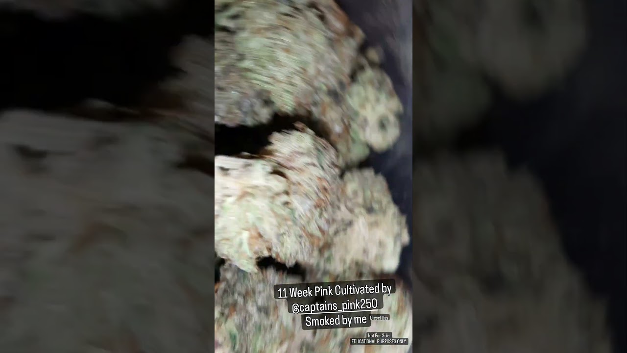 11 Week Pink Diesel Gas Indica