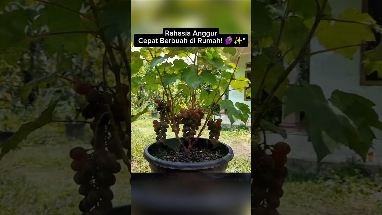 Bibit anggur cepat berbuah😍 #buah #anggur #grape #fruit #tanaman #pertanian