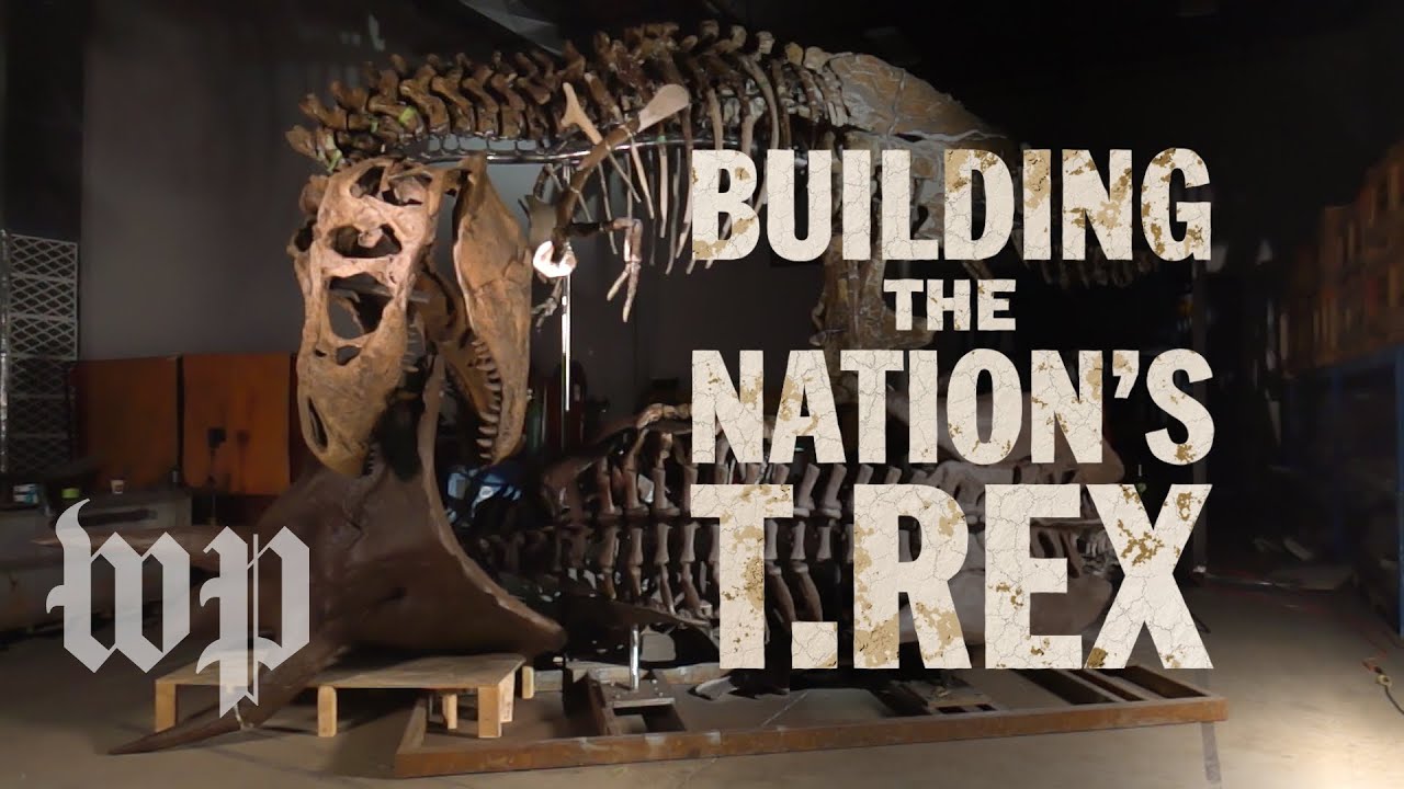 After 66 million years, a T. rex makes its grand debut
