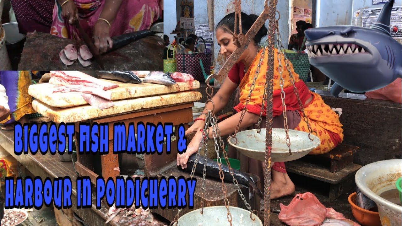 Pondicherry whole sale fish market | Live  fish cutting skill | harbour |Amazing fish auction market