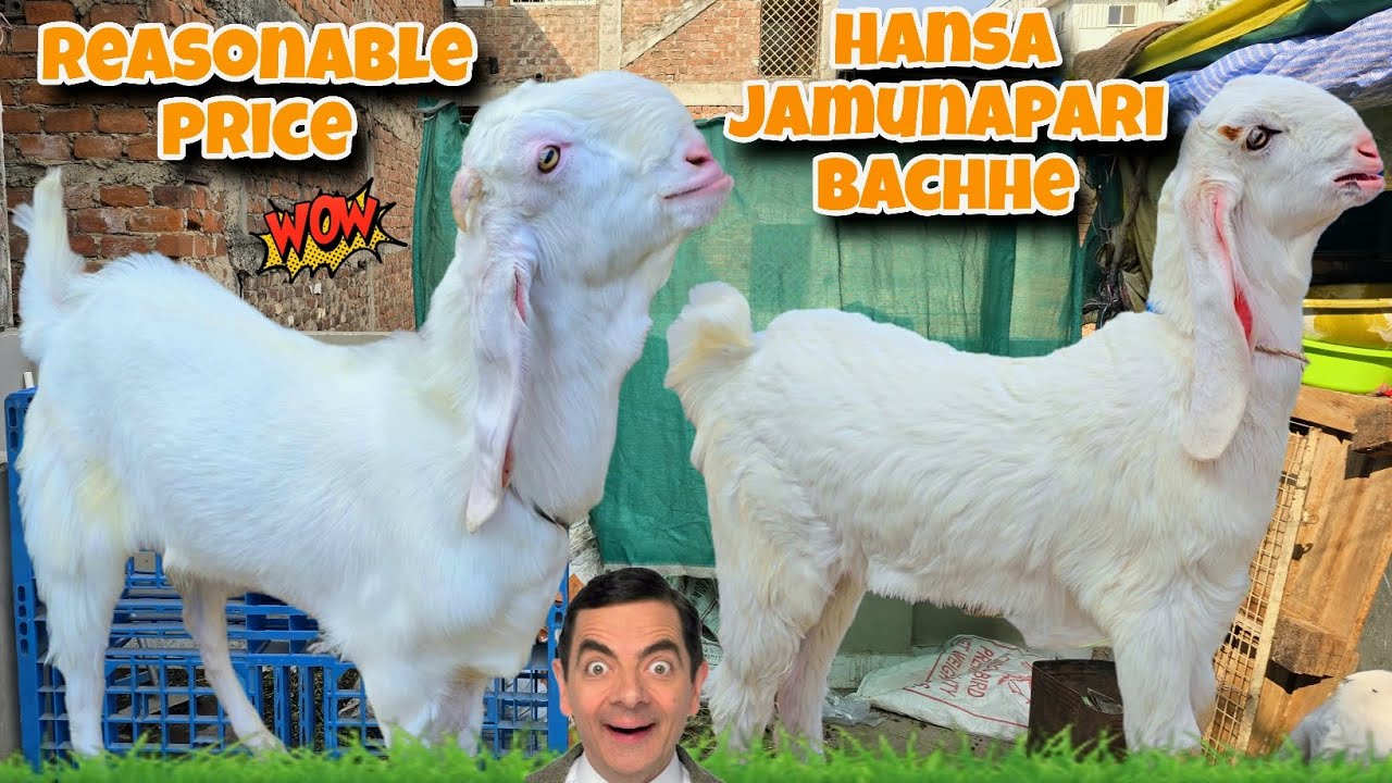 Коллекция Hansa jamunapari 'call fast ☎️ at saqeb goats.