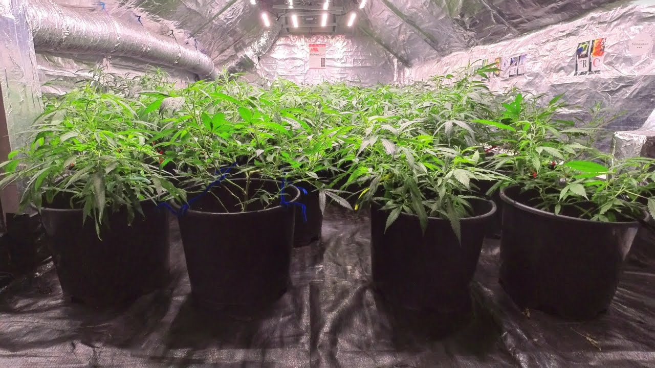 Pot Farmer Changes Carbon Filter Wool With 1 Hand While Still Wall Mounted