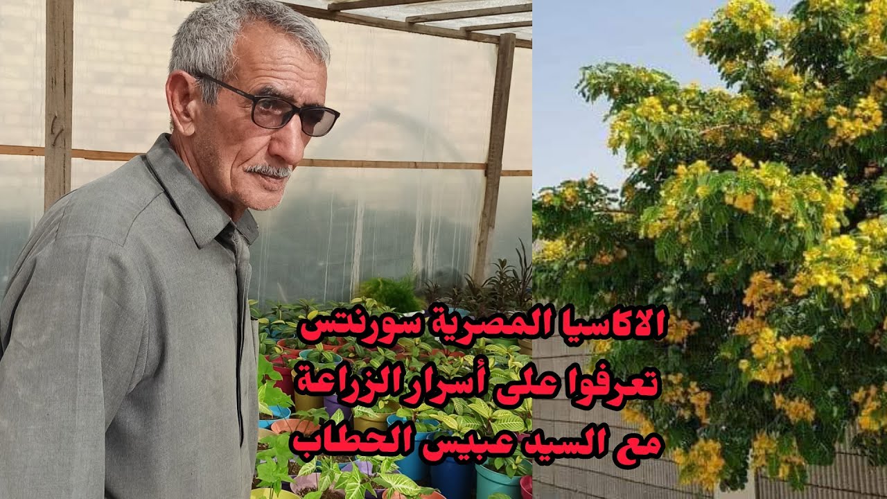 أكاسيا مصرية  :الاسم  العلمي SENNA SURATTENSISلاسم الانجليزي : CASSIA GLAUCA سحر وجمال لا يوصف