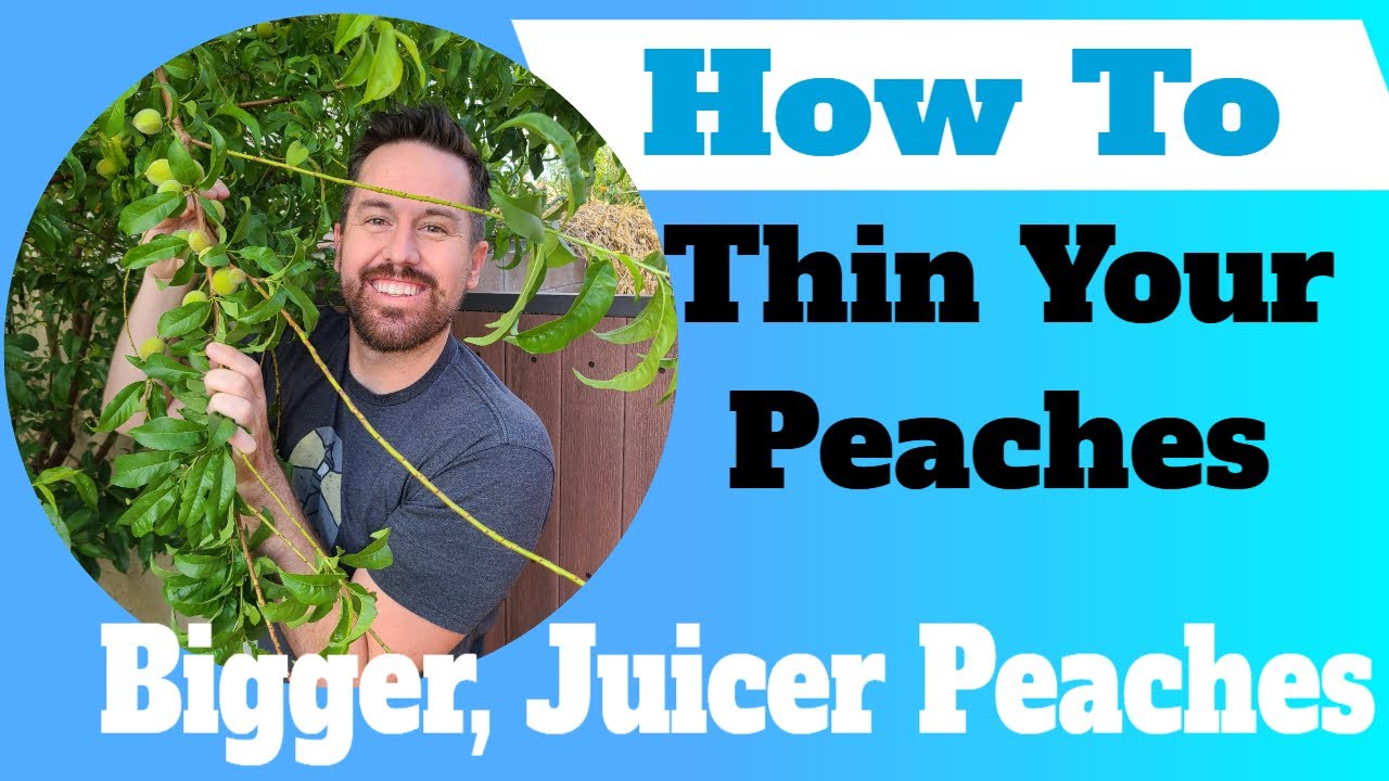 How To Thin Your Peach Tree- Improve Size & Taste!