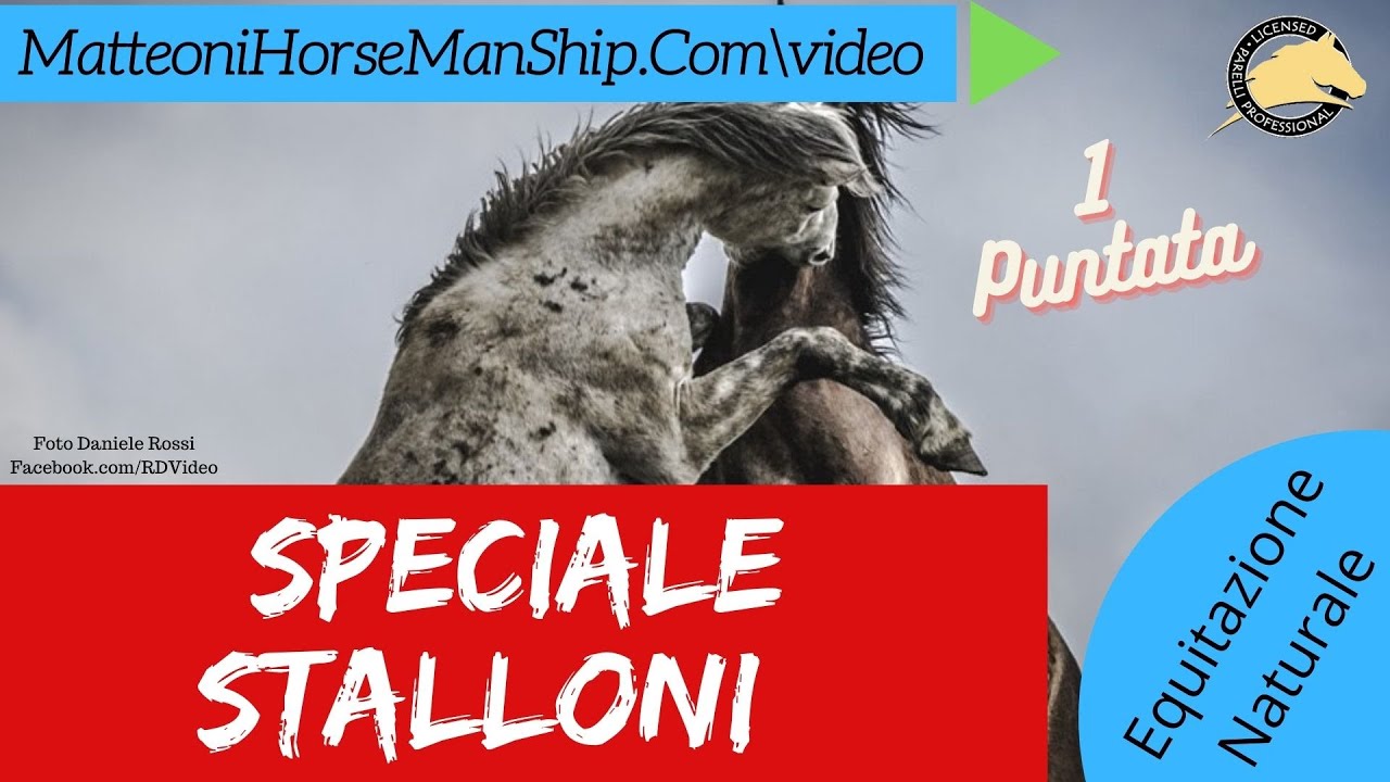 Speciale Stalloni 1 Puntata