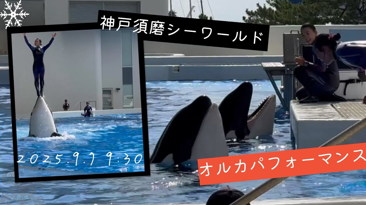 神戸須磨シーワールド　オルカパフォーマンス　2025.9.7 9:30