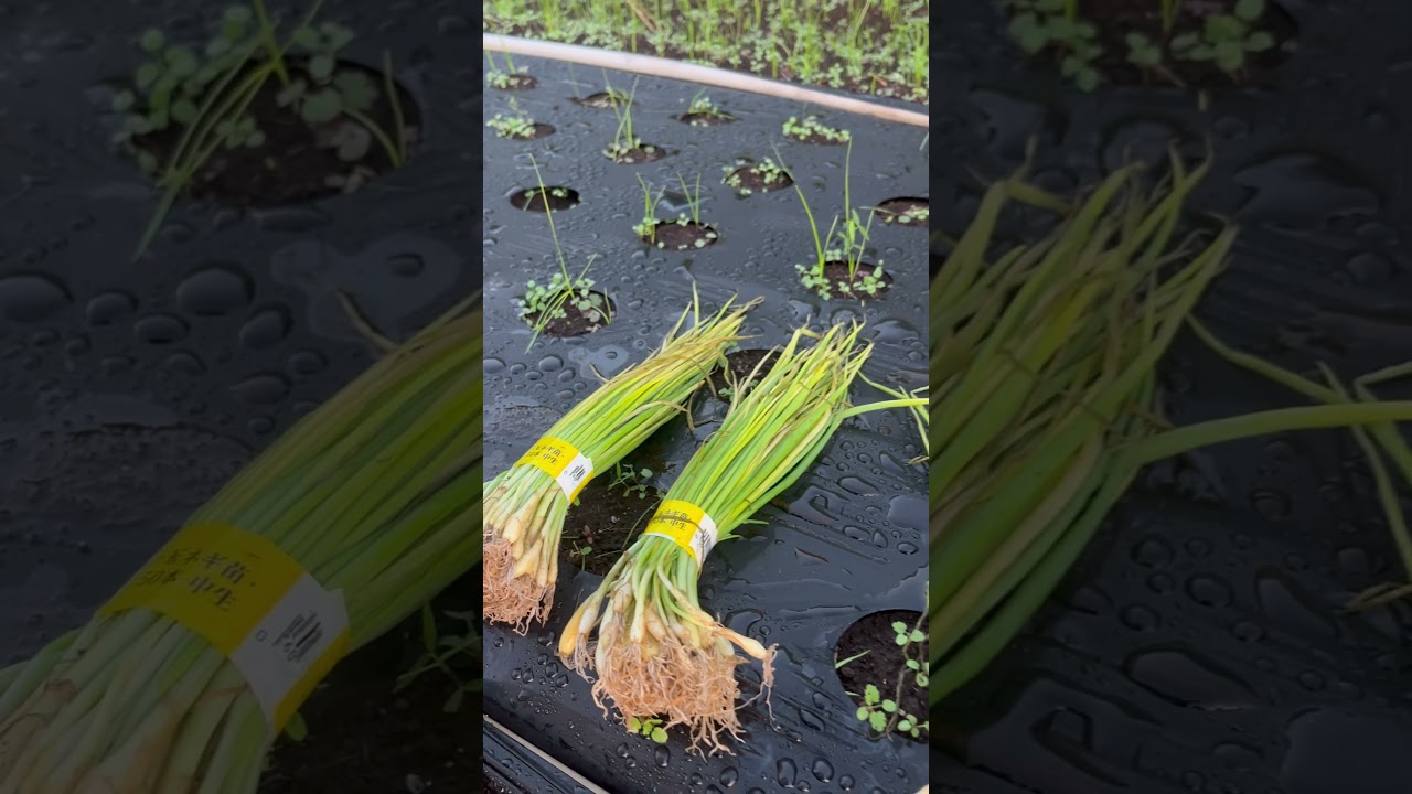 1000本ノックならぬ1200本の玉ねぎの定植。昨日、購入した玉ねぎ苗を植えました。種まきの苗は、まだです。