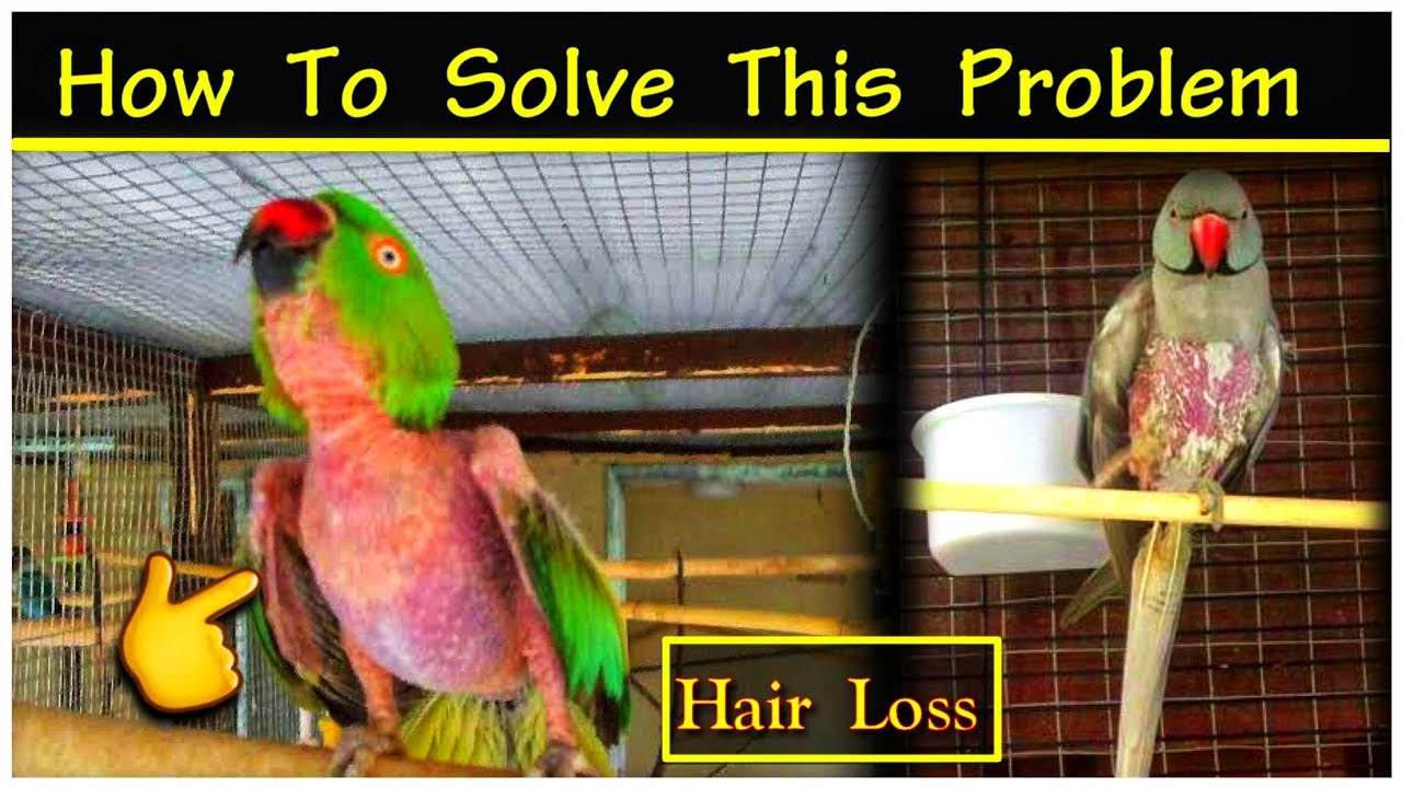 How to Solve Parrot Hair Loss Problem in Tamil || கிளிக்கு முடி கொட்டுவதை சரி செய்வது எப்படி ||