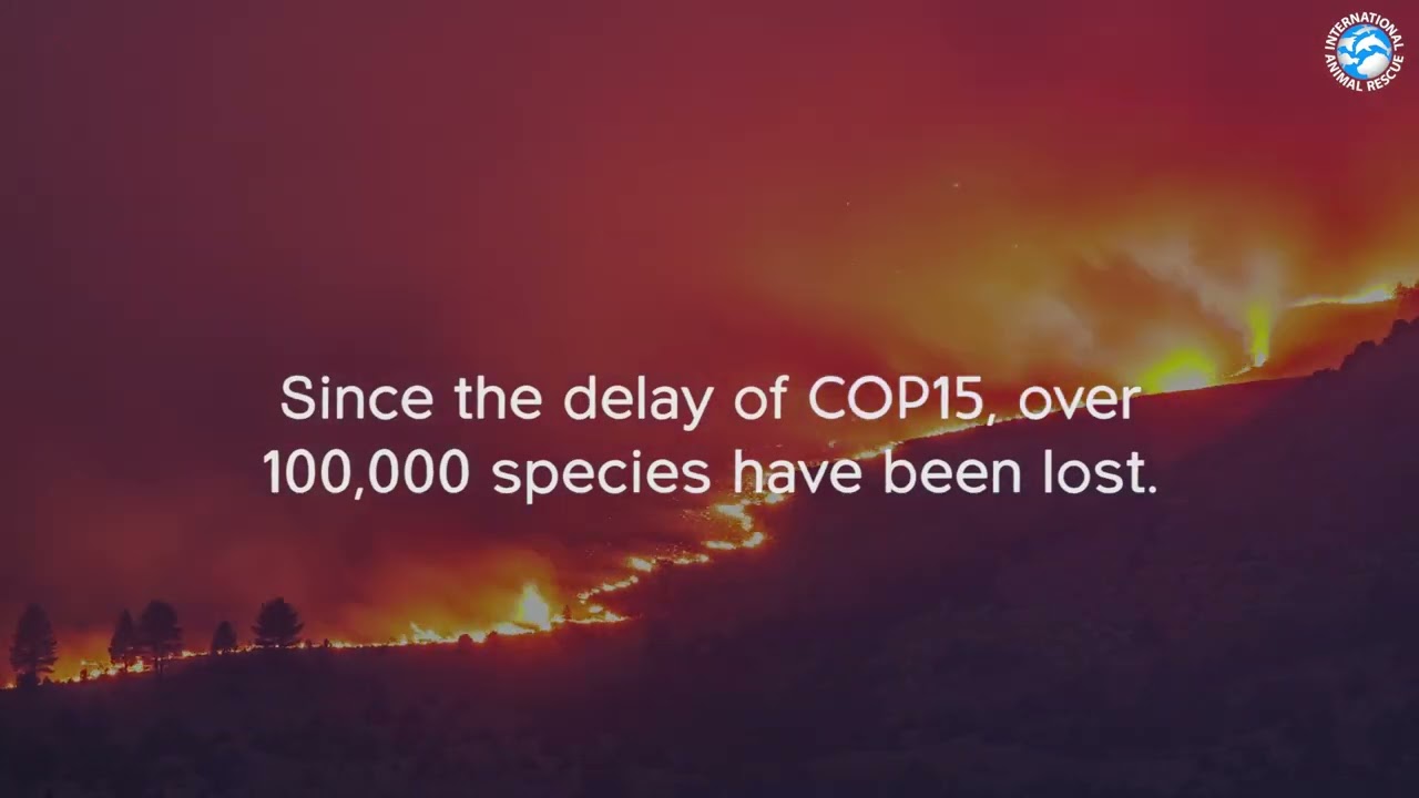 Six Species GO EXTINCT every hour! #endangeredspeciesday