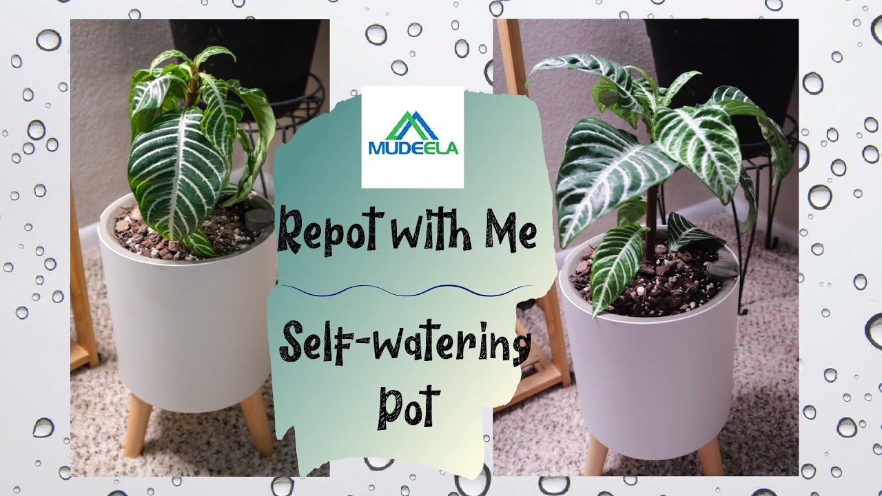 Repotting with a Self-Watering Pot from #Mudeela