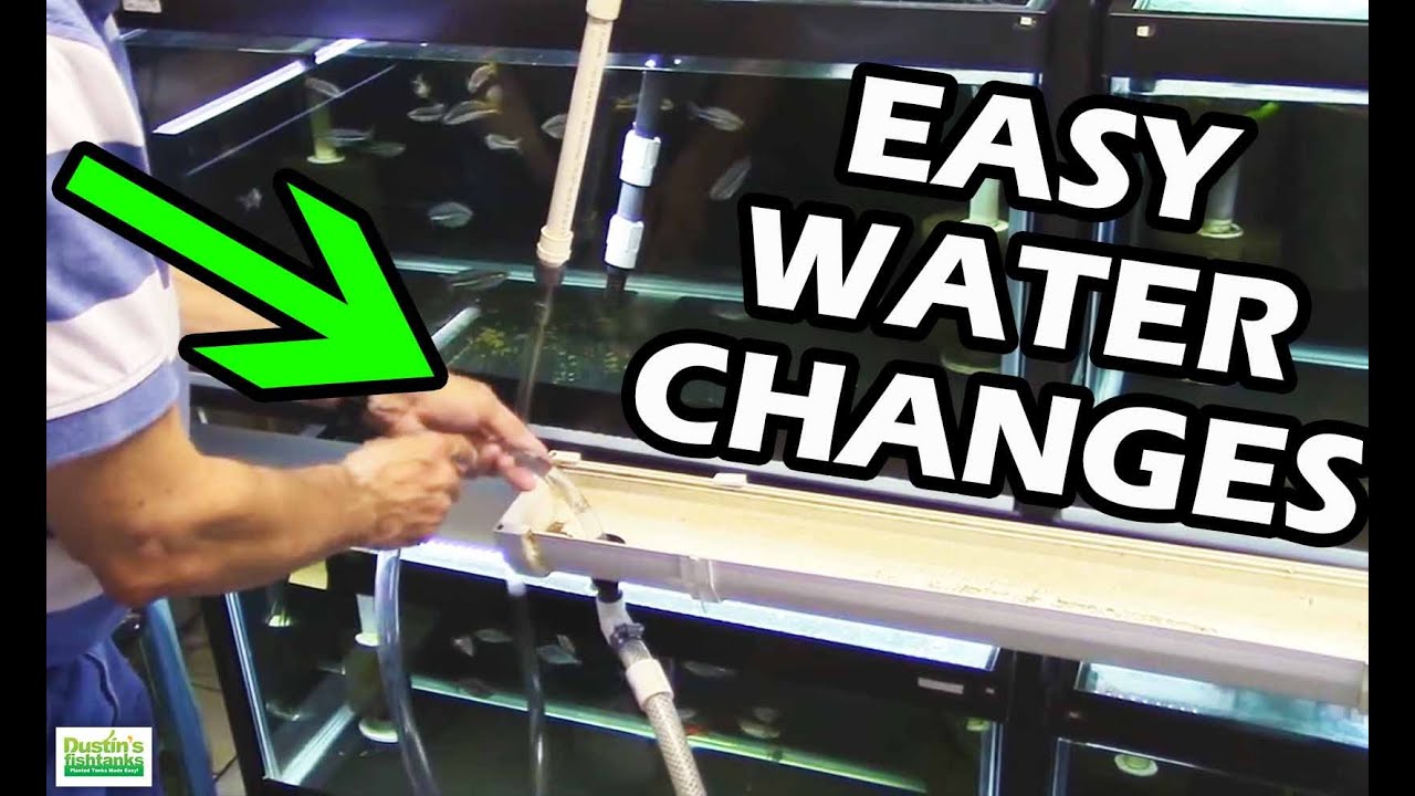 How To Do Water Changes in your Aquarium Fish Room. 