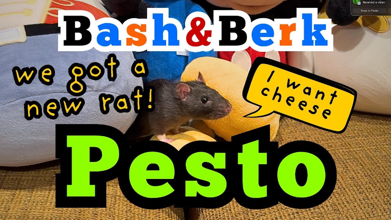 The boys got a new rat... Pesto!