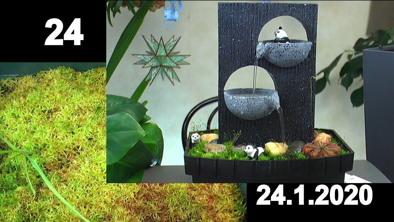 Pflanzen anders erleben im Haus. Spezial Brunnen, Karnivoren, Moor und Sphagnummoos