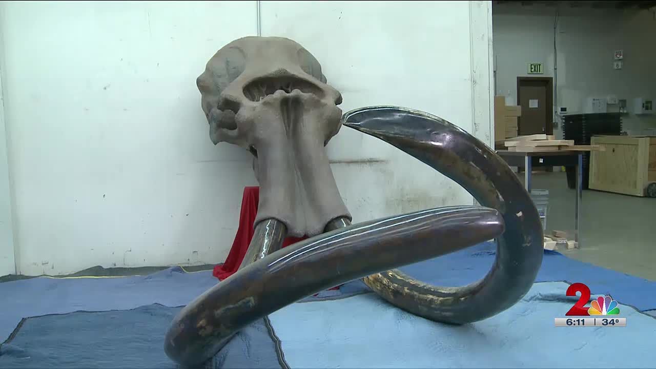 Rare blue-tusked mammoth skull on auction in Anchorage