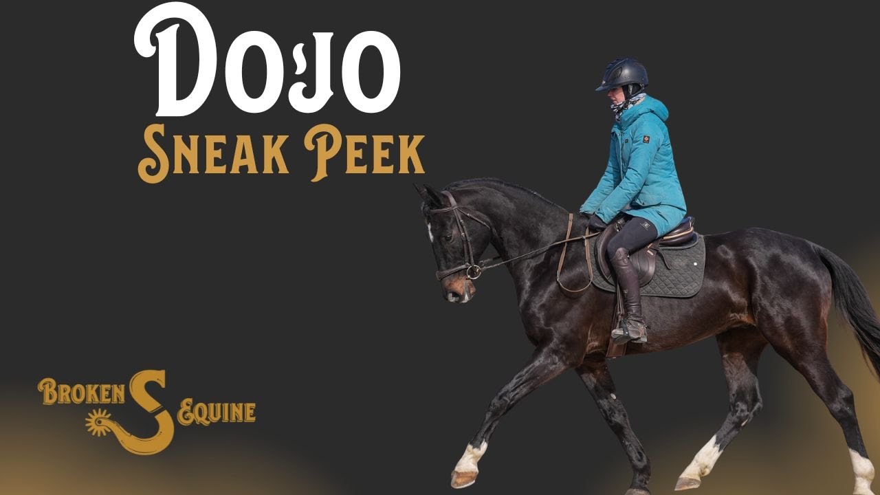 Dojo - Sneak Peek || Warmblood || Schoolmaster 