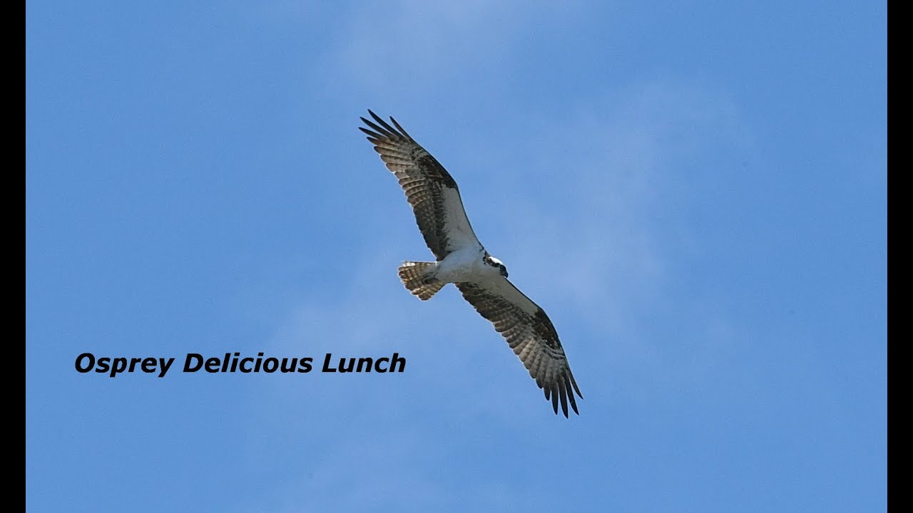 Osprey Delicious Lunch