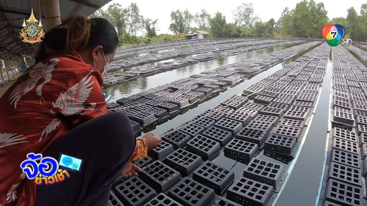 ลุยฟาร์มปูนิ่ม จ.จันทบุรี | จ้อข่าวเช้า