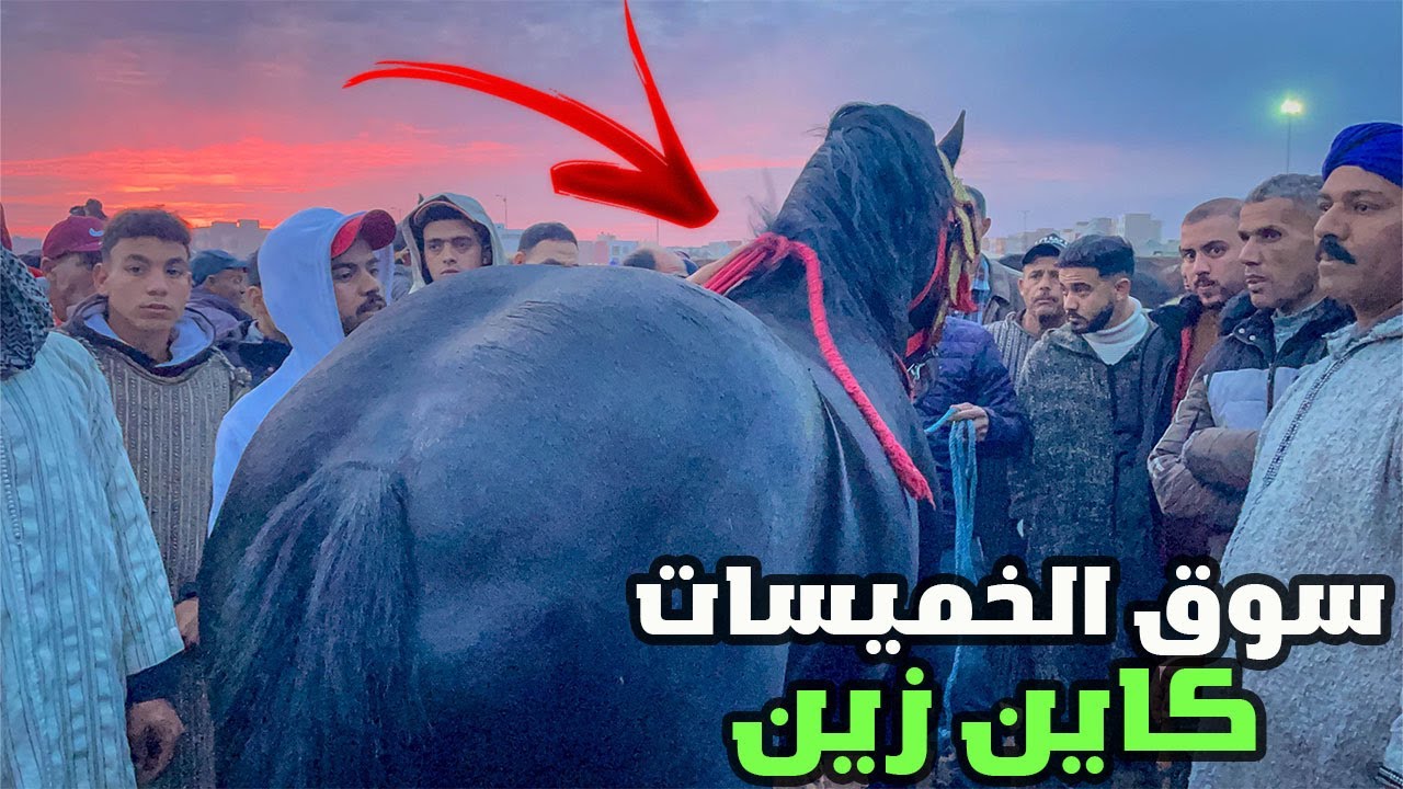 سوق الثلاثاء الخميسات داز حماسي رحبة الخيل اليوم فيها مايدار خيوول فالمستوى الله يرحمنا برحمته
