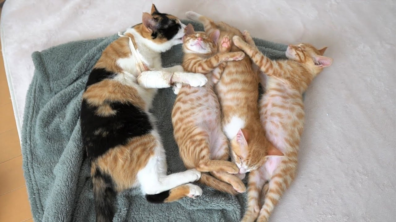 遊びすぎて疲れ果ててしまった子猫たち