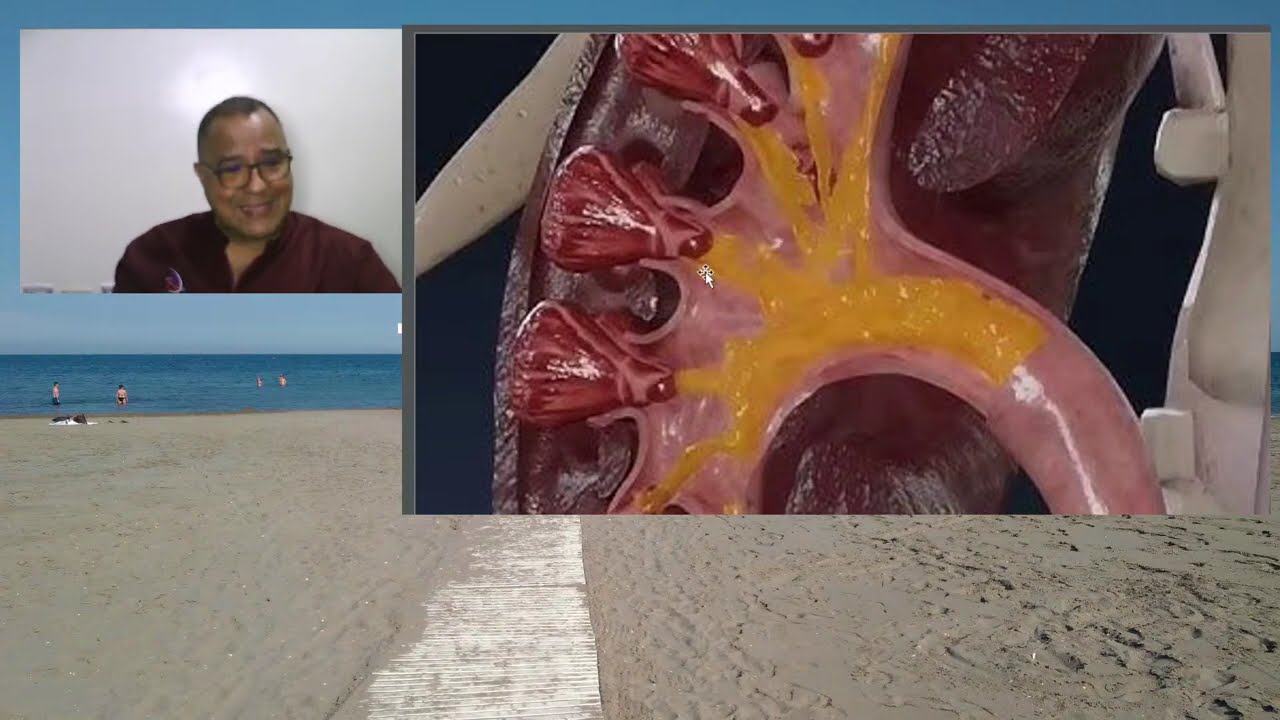FISIOLOGIA RENAL: CONSIDERACIONES ANATOMICAS Y BARRERA DE FILTRACION