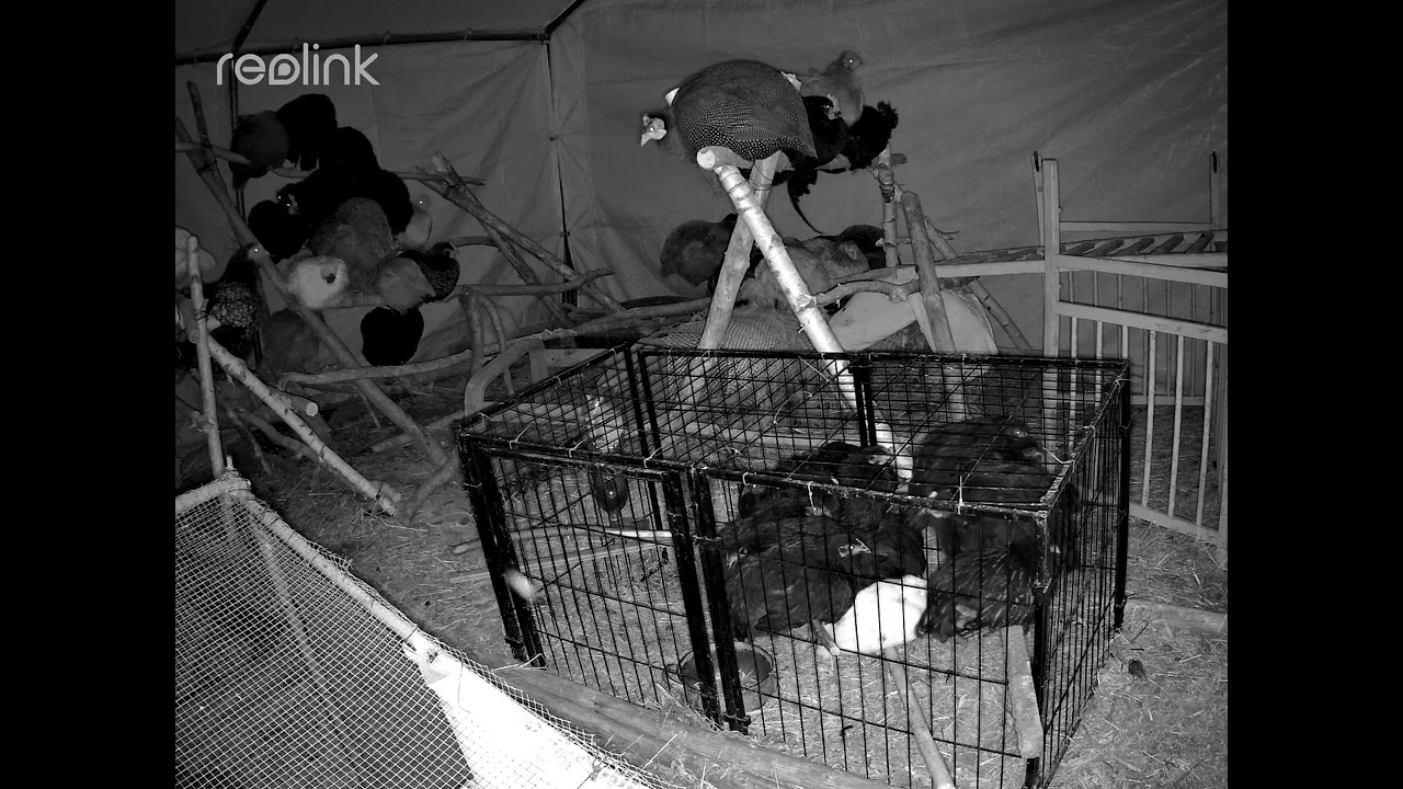 🔥Relaxing Chicken Coop Night Sounds 🐔🌙 | Hühnerstall Nacht Sounds