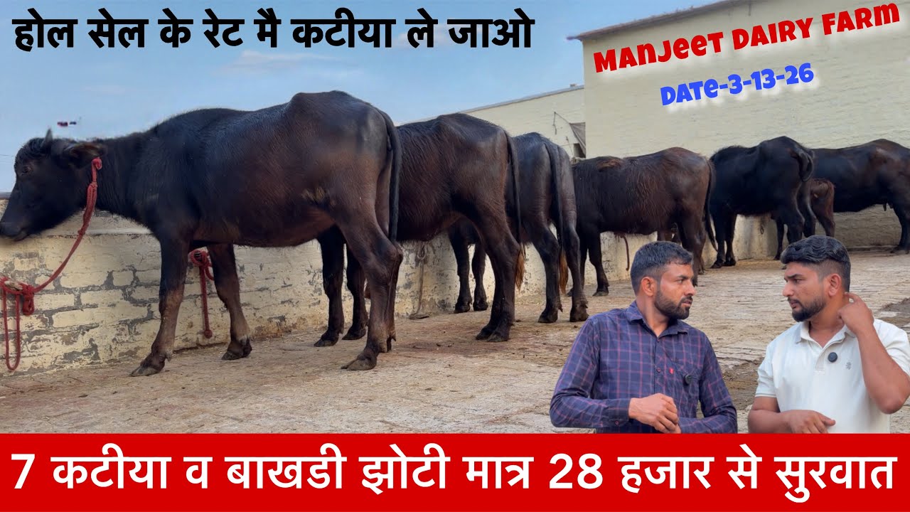 होल सेल के रेट मै कटीया 7 कटीया व बाखडी झोटी नीचे कटीया Manjeet Jhandli Klan ✅