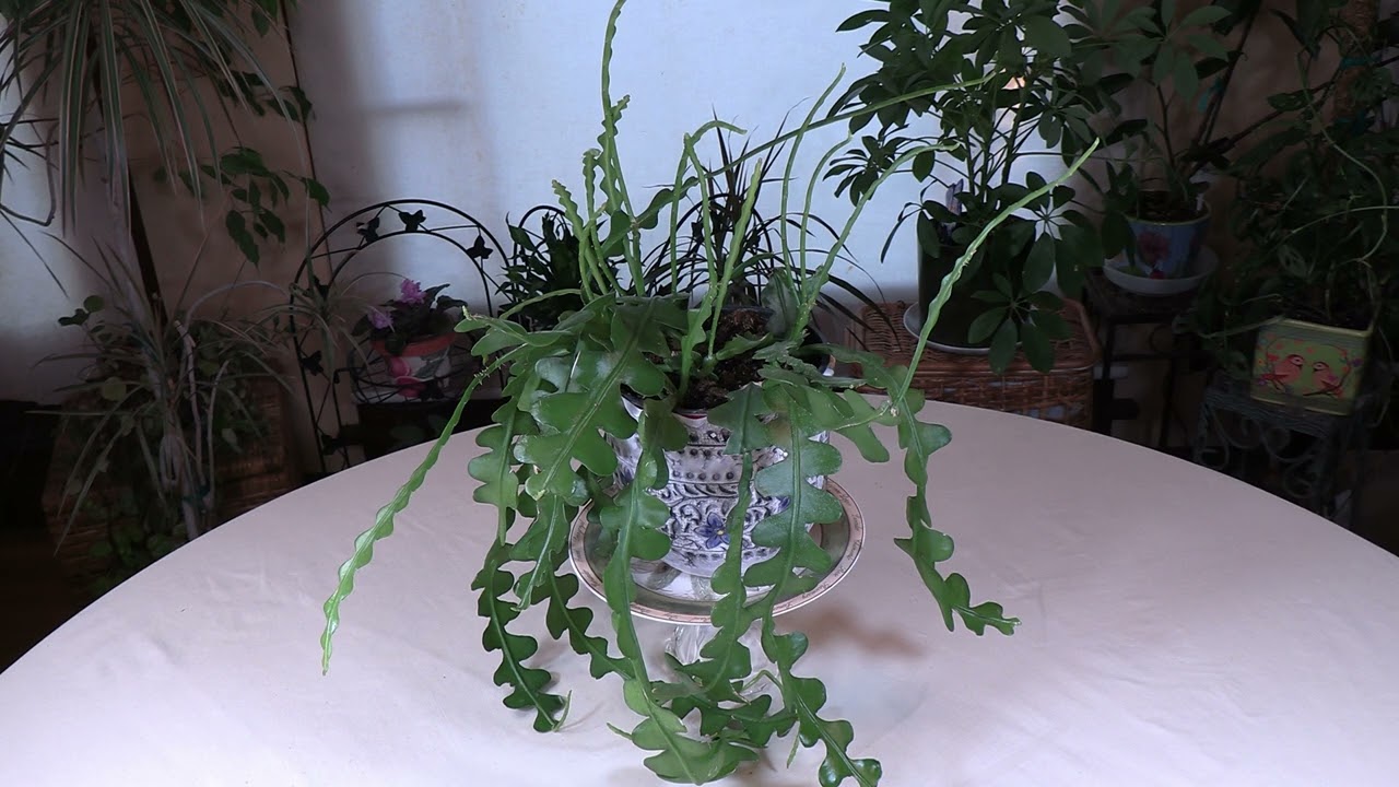Epiphyllum Anguliger (Fishbone Cactus) Care: What to Know