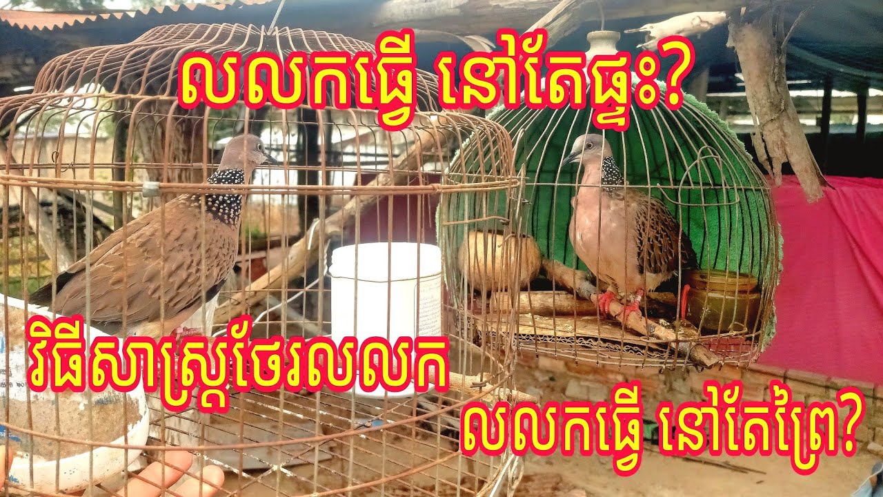 លលកធ្នាក់​ ម៉ាលេ​ Cambodia​ លលកខ្លះធ្វើបានតែនៅផ្ទះ លលកខ្លះទៀតធ្វើតែនៅព្រៃ? និងវិធីថែរលលកអោយល្អ💓👍👍