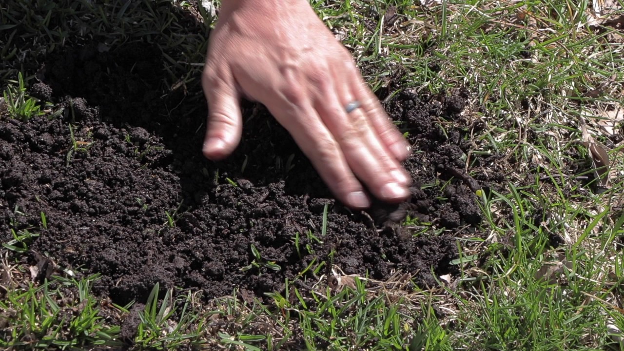 Reseeding After Winter Damage