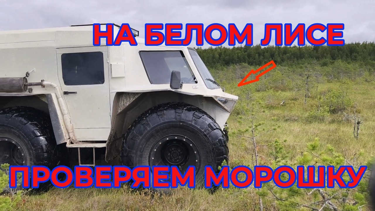 На Вездеходе на Болото. Проверяем Морошку