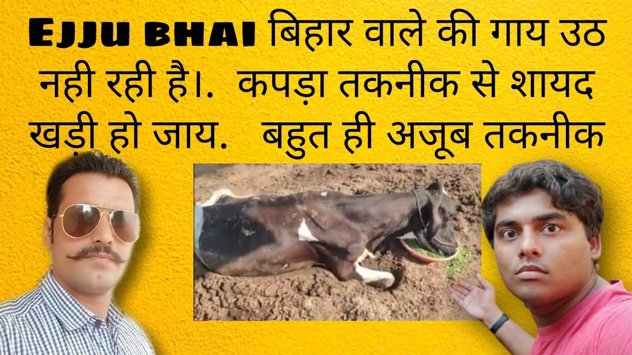 How to lift cow on foot fall down on the ground || जमीन पर पड़ी गाय को खड़ा करने की तकनीक | cow lift
