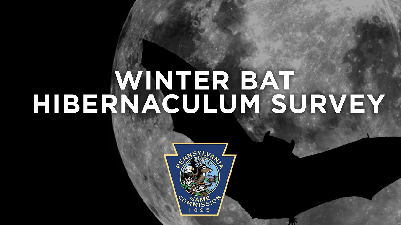 Winter Bat Hibernaculum Survey
