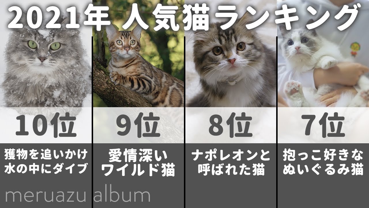 【2021年】人気の猫種ランキングTOP10！それぞれの猫の性格や特徴とは？
