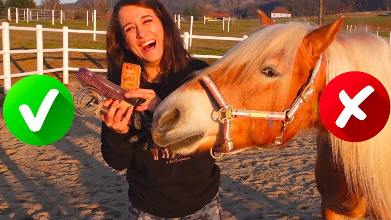 TEST! Meine komplett ehrliche Meinung zu Fellwechsel-Bürsten ✮ Welche ist die Beste? ♥