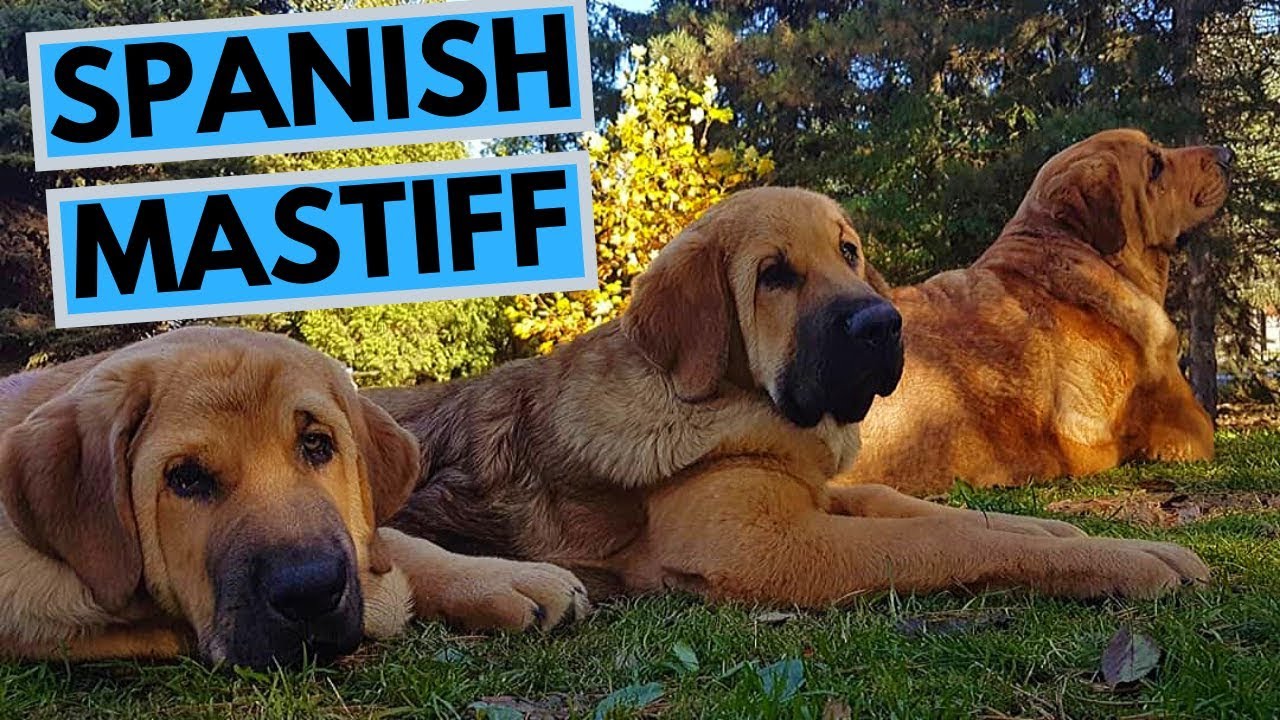 Spanish Mastiff Dog Breed - Facts and Information